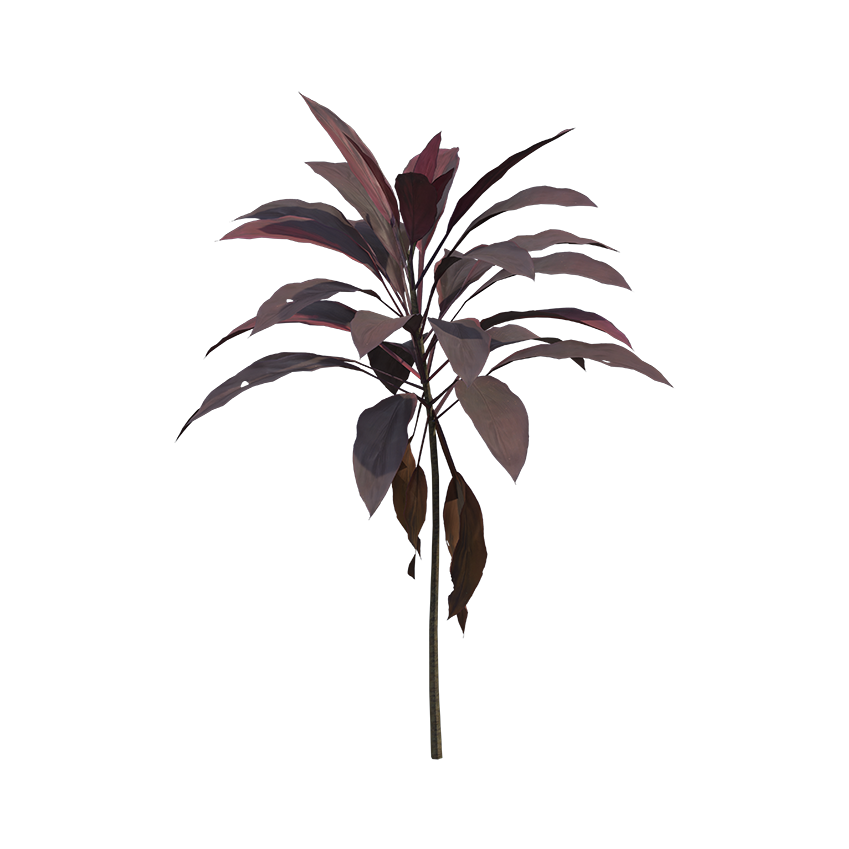 Cordyline fruticosa - Ti Plant